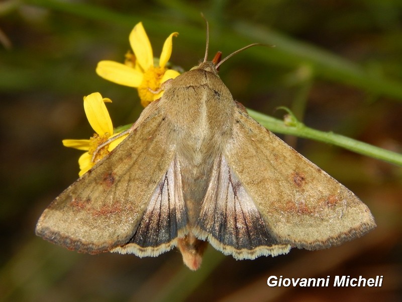 Helicoverpa armigera ed Heliothis peltigera